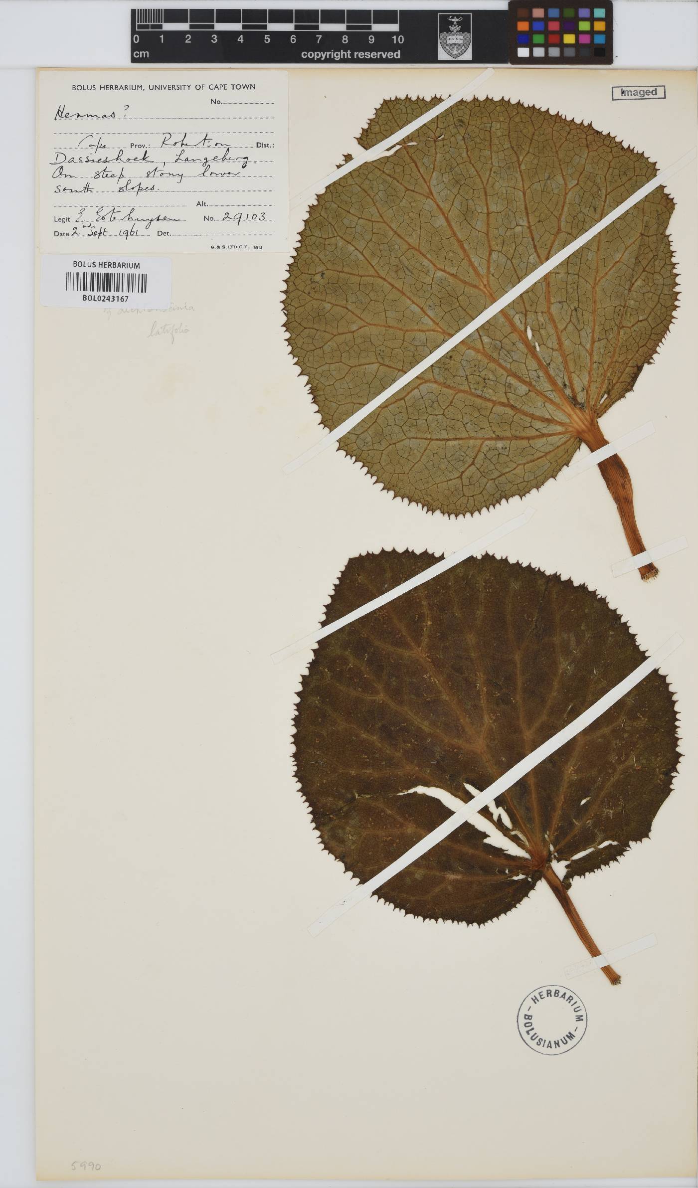 Lichtensteinia latifolia image