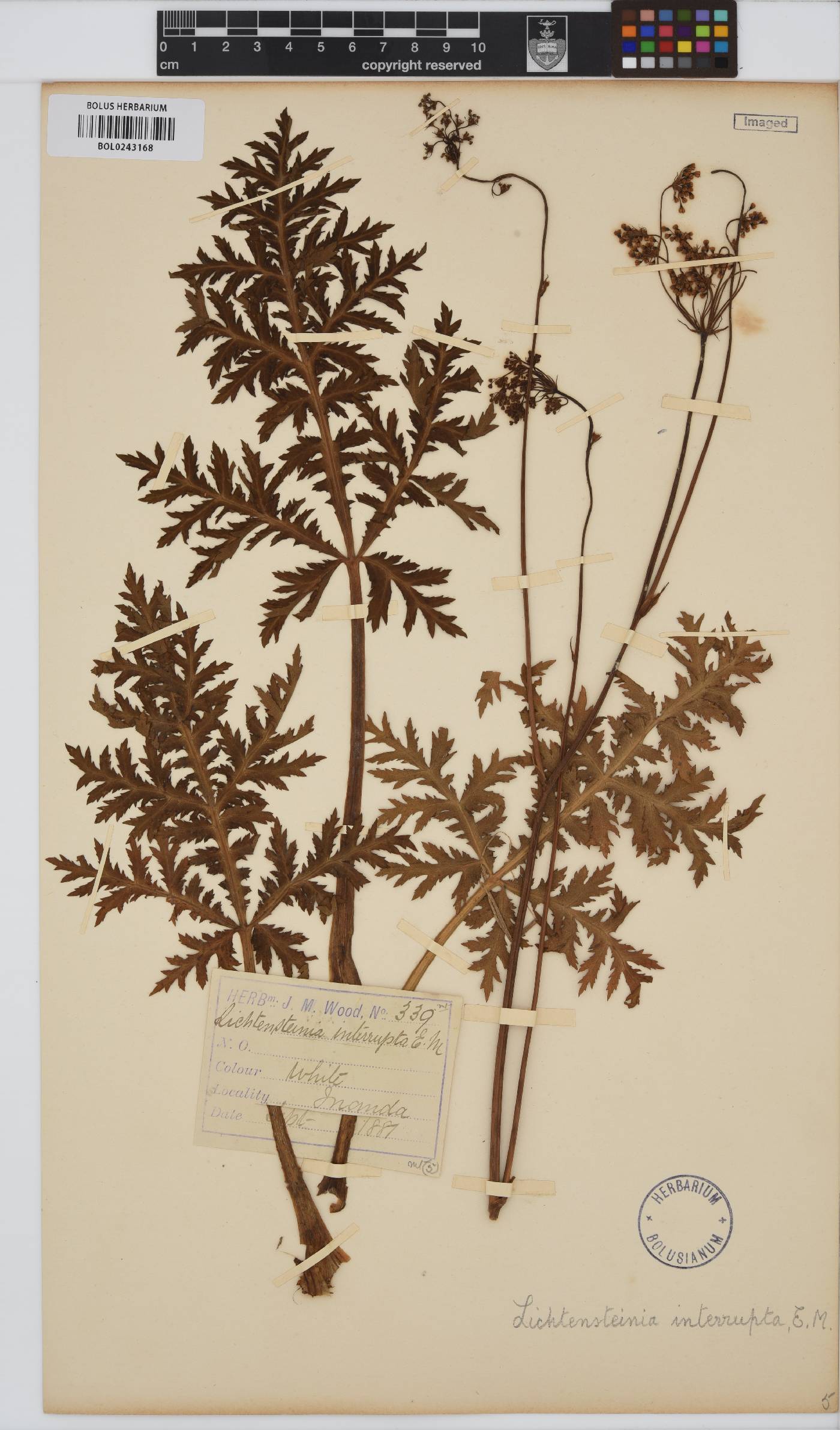 Lichtensteinia interrupta image