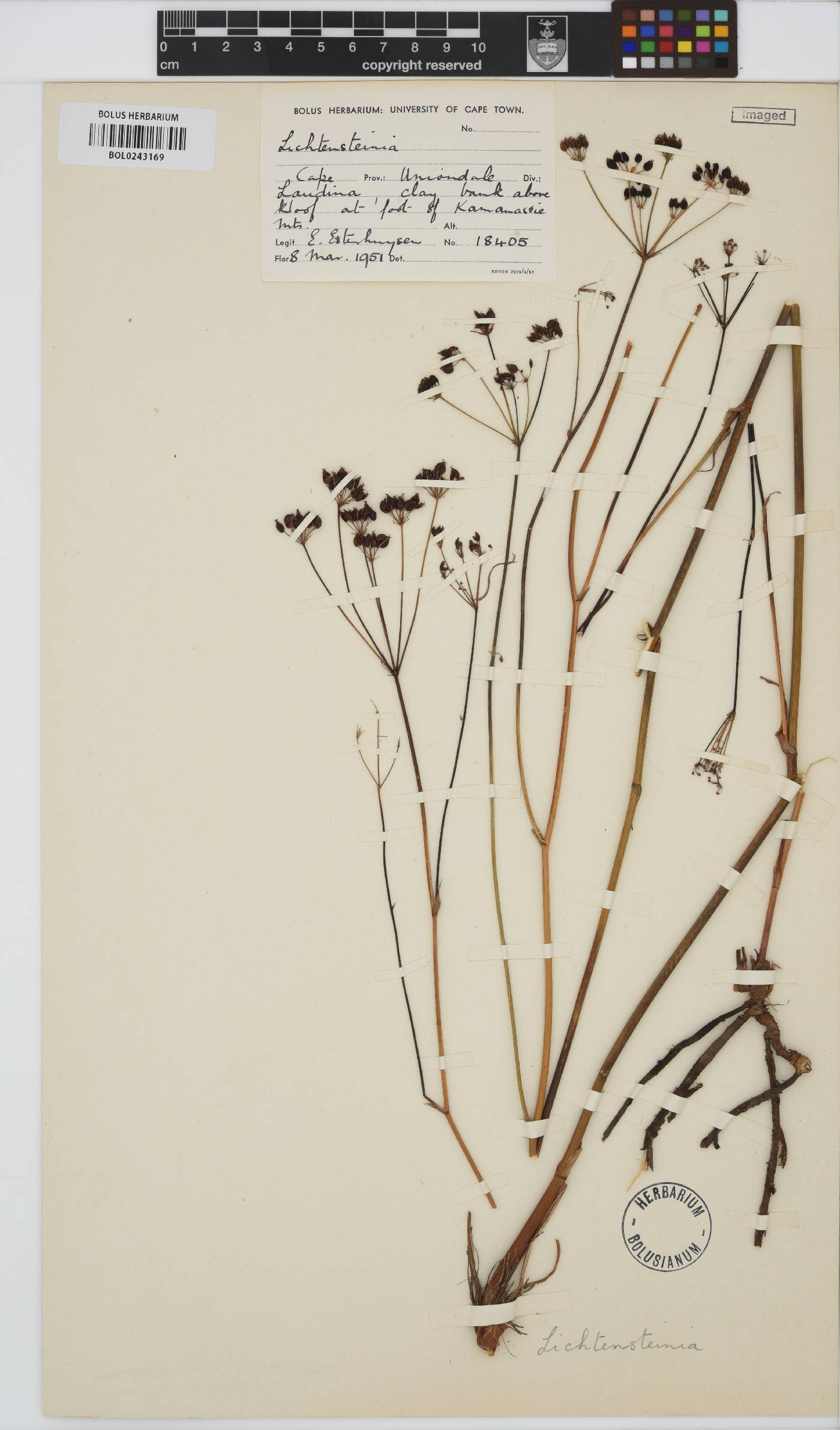 Lichtensteinia interrupta image