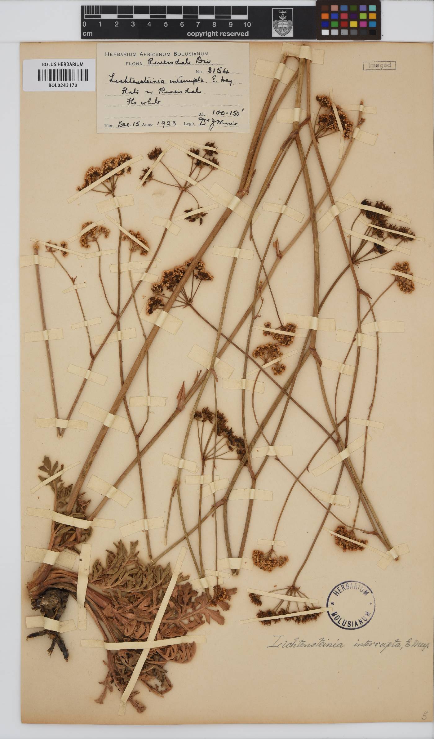 Lichtensteinia interrupta image