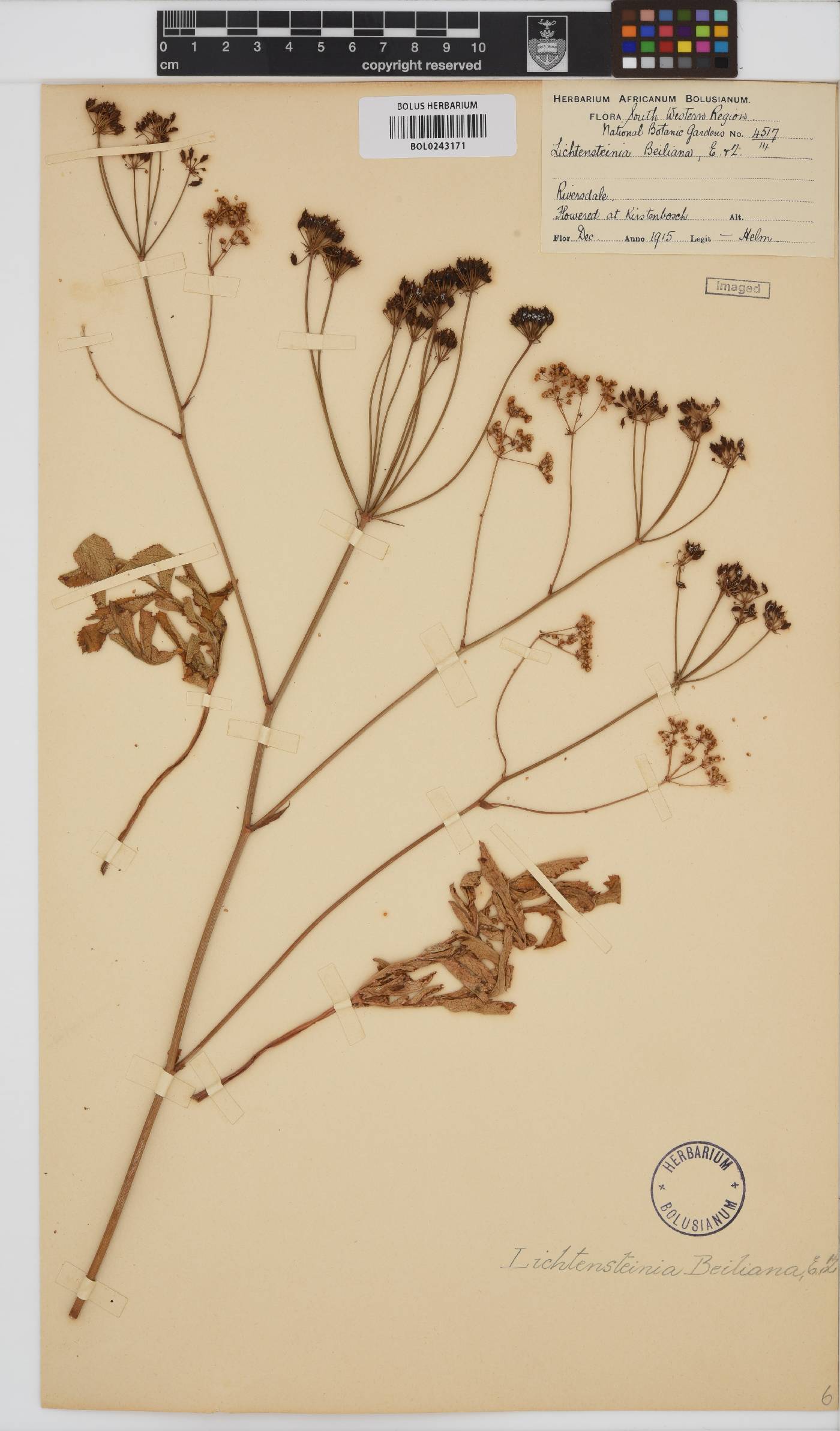 Lichtensteinia interrupta image