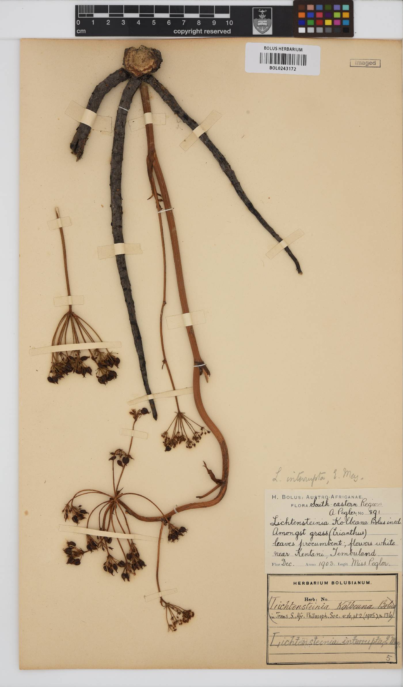 Lichtensteinia interrupta image