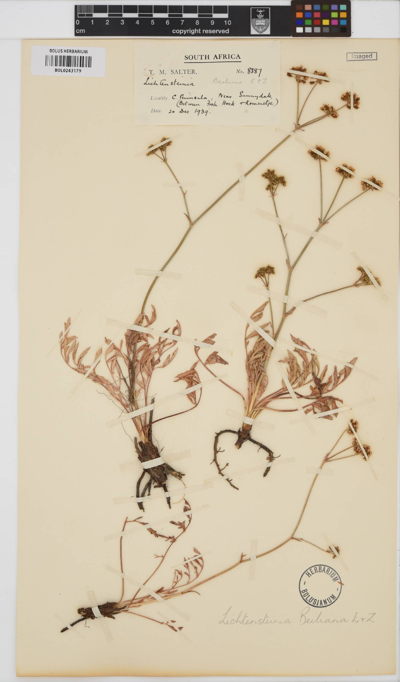 Lichtensteinia obscura image