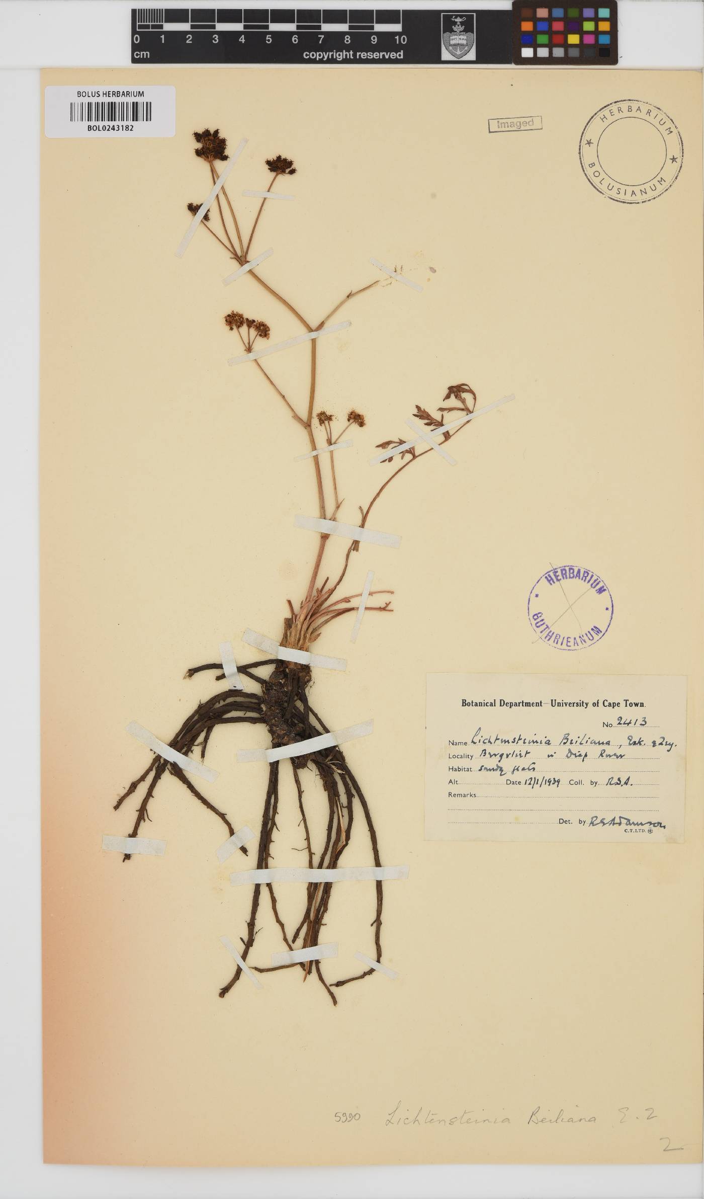 Lichtensteinia image