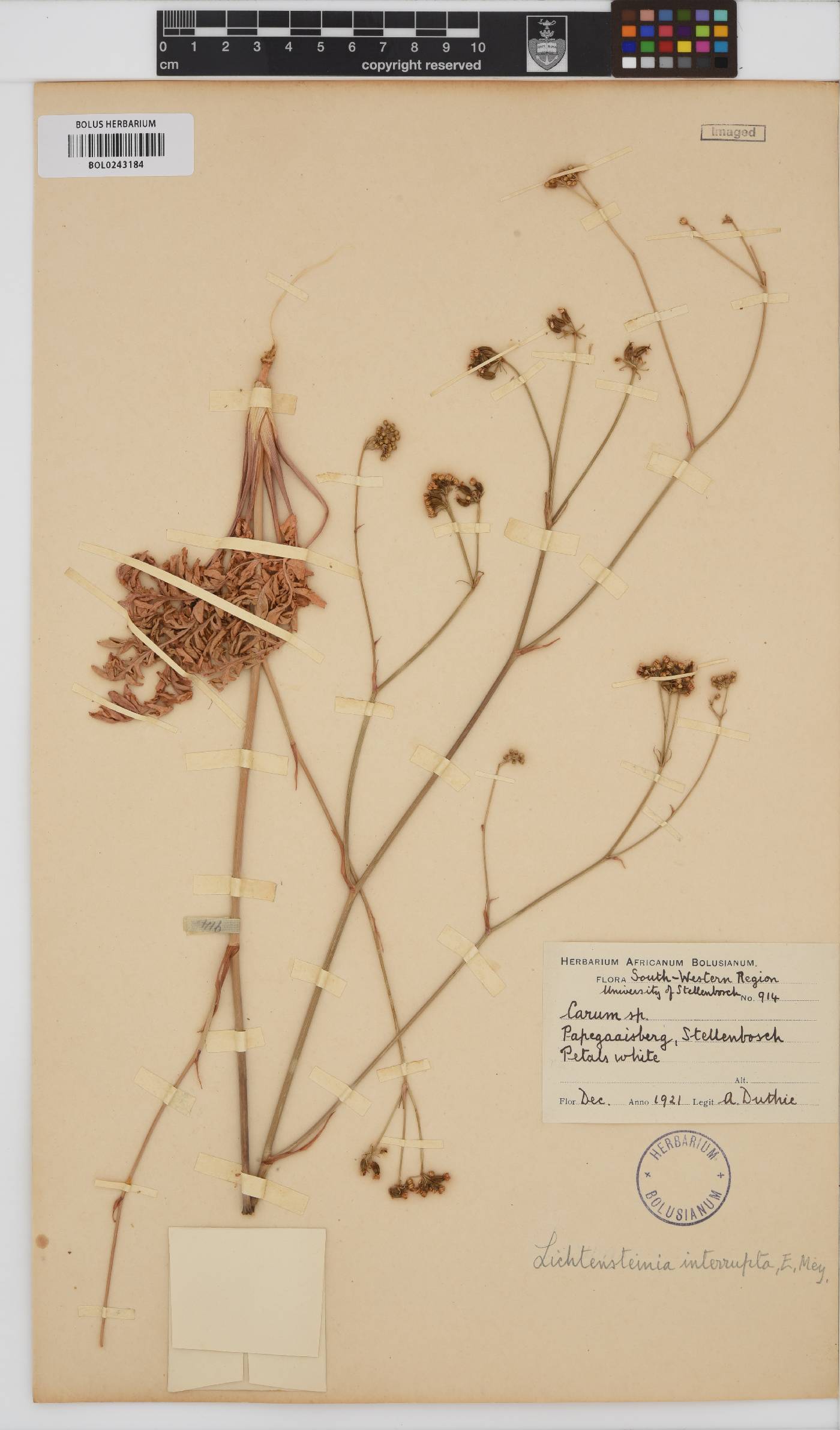 Lichtensteinia obscura image