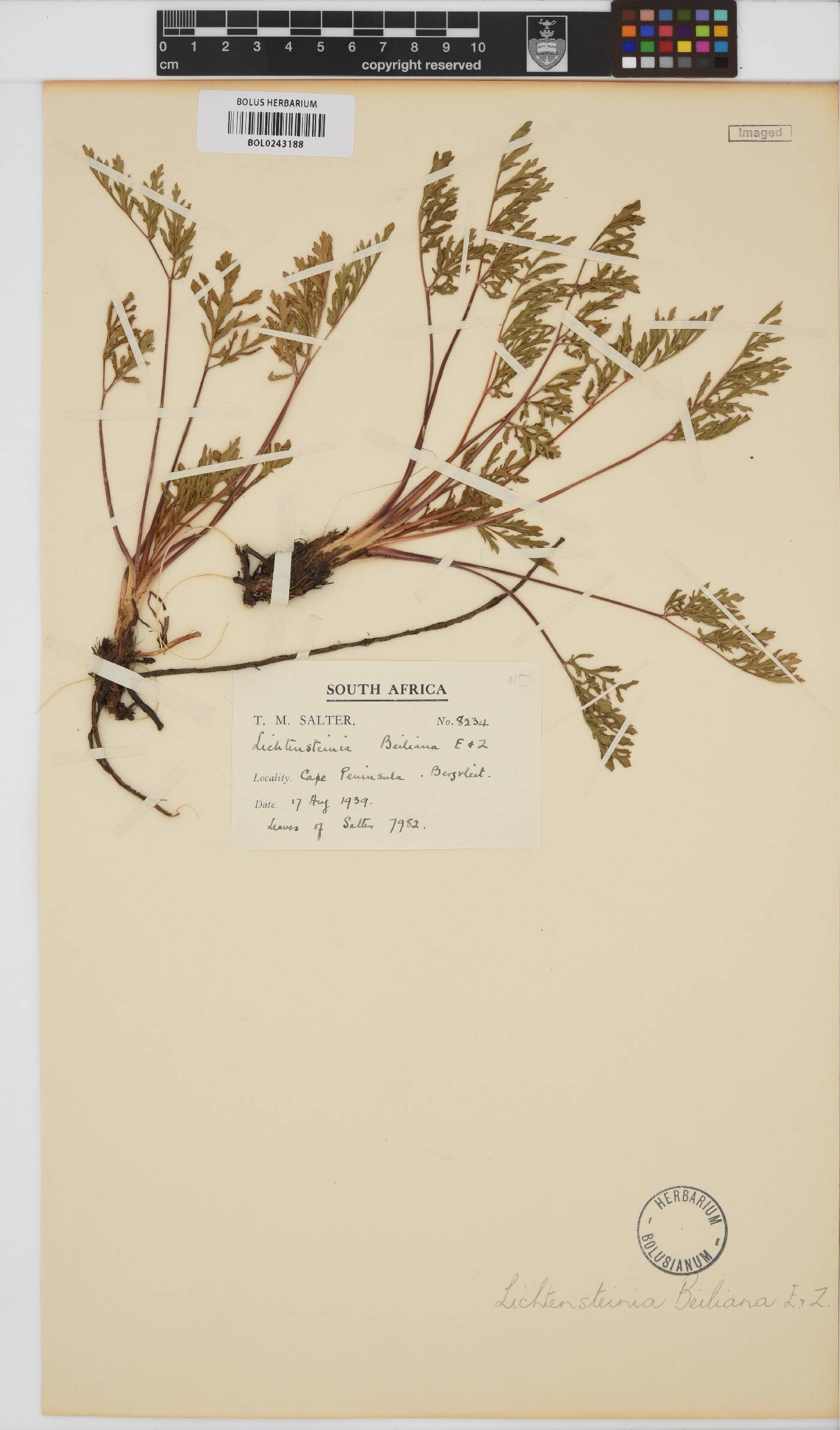 Lichtensteinia obscura image