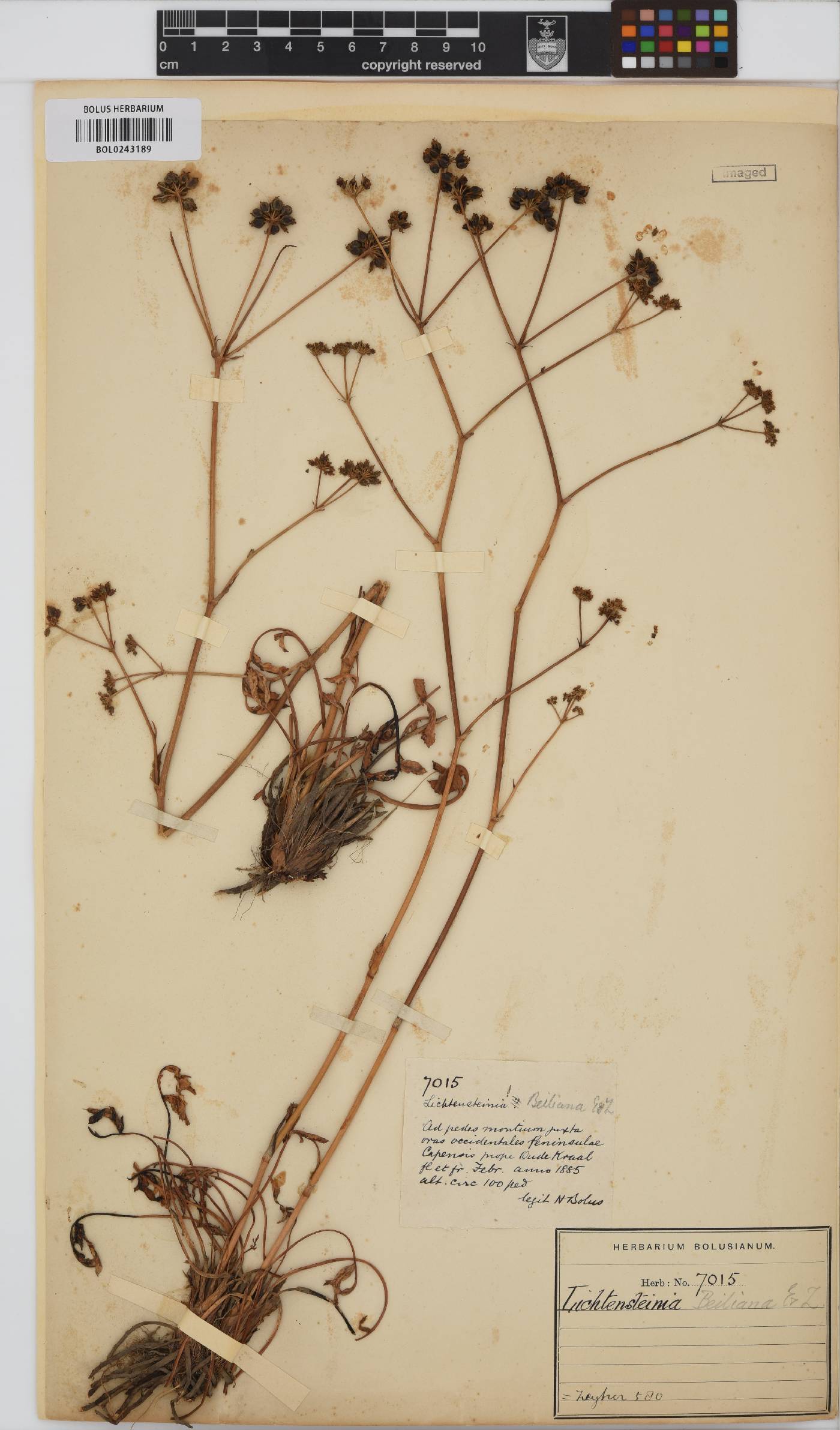 Lichtensteinia obscura image