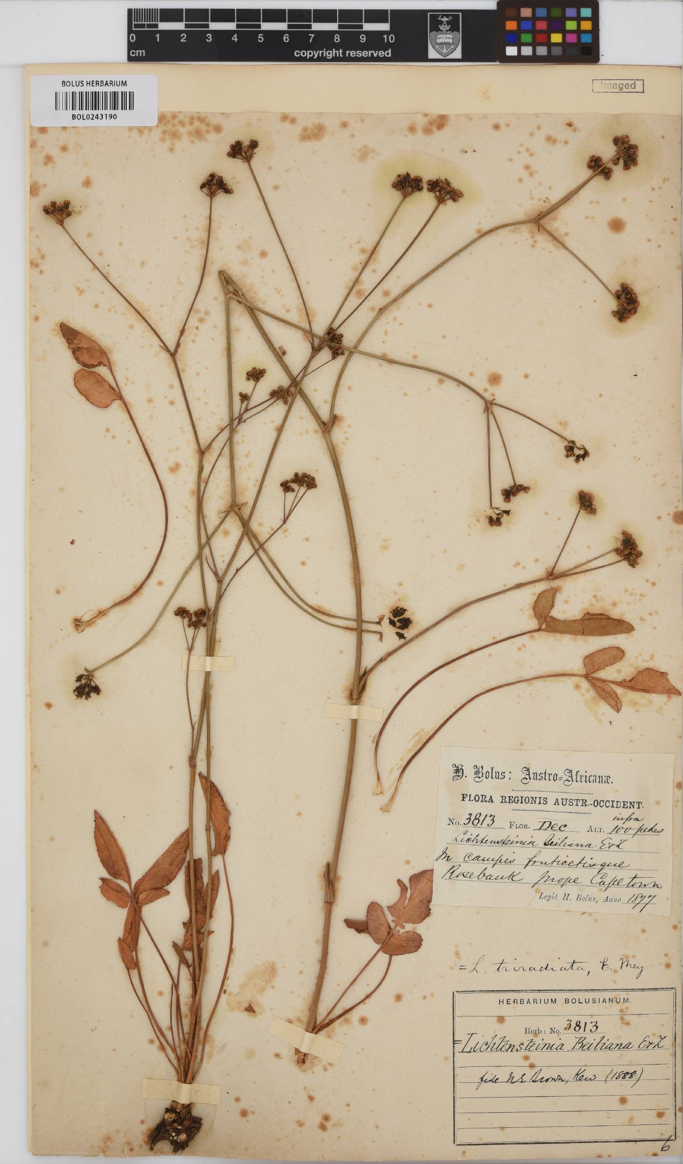 Lichtensteinia obscura image