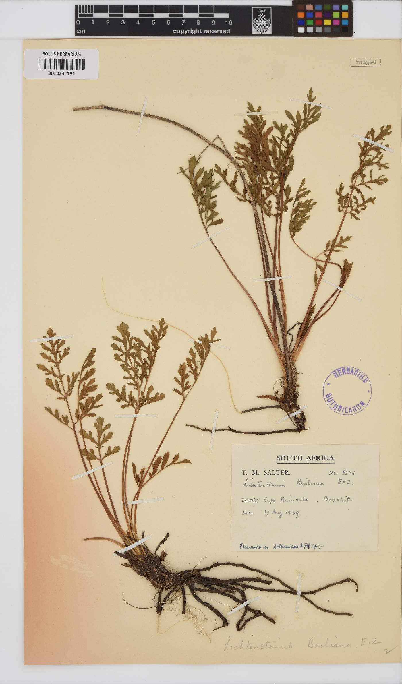 Lichtensteinia obscura image
