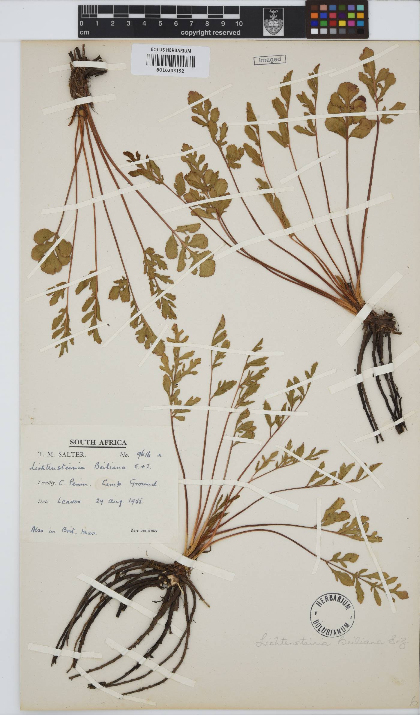 Lichtensteinia obscura image