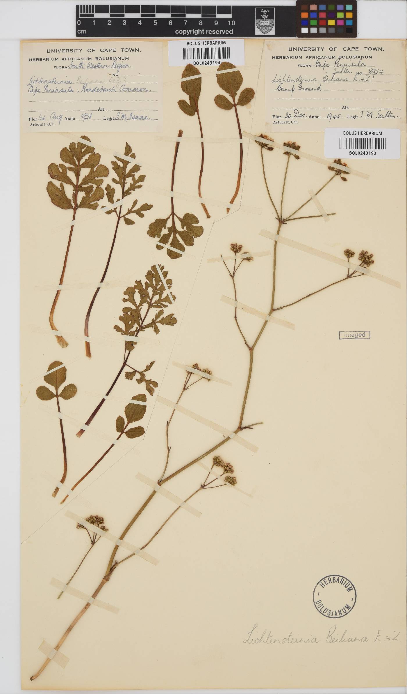 Lichtensteinia obscura image