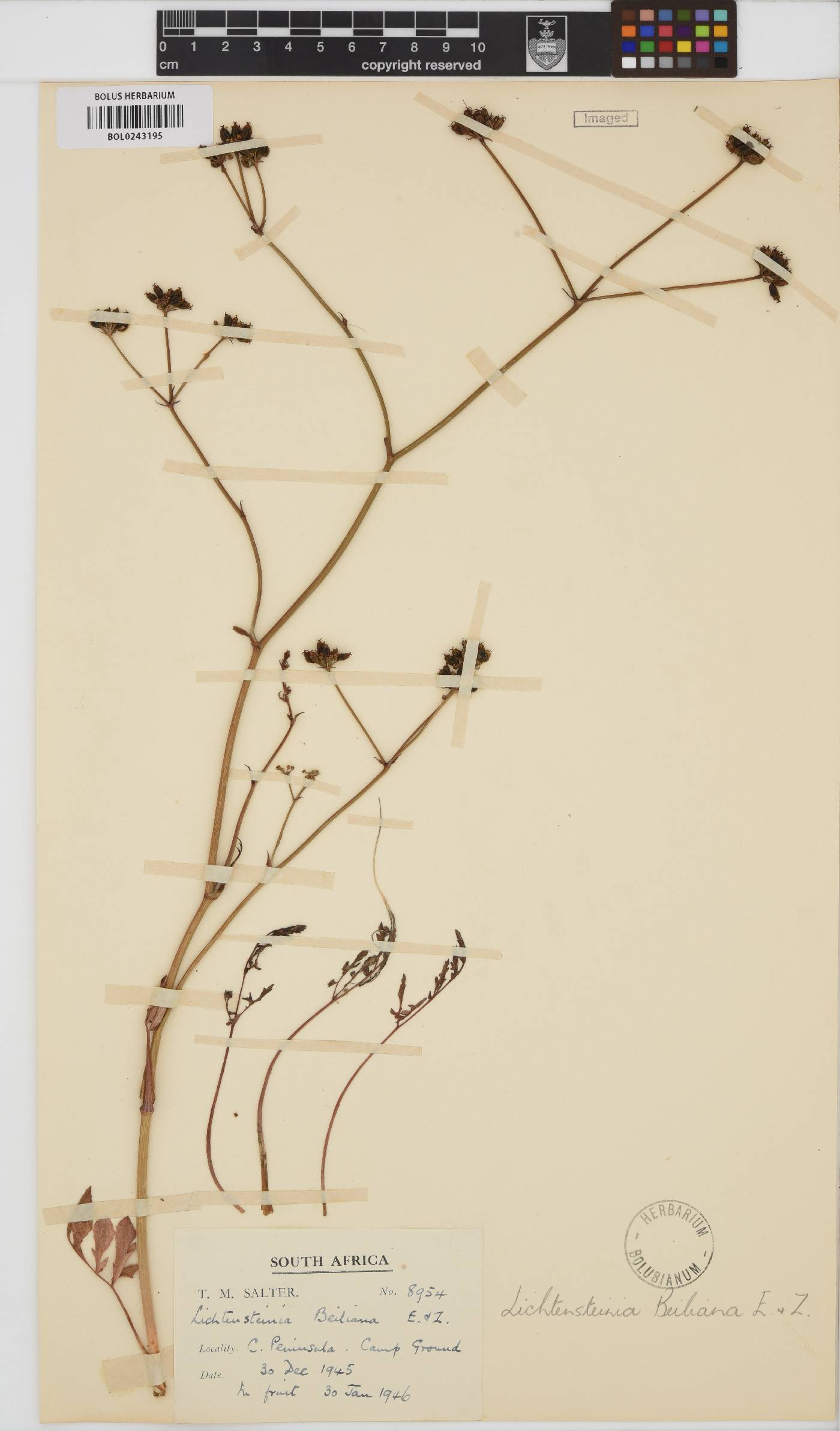Lichtensteinia obscura image