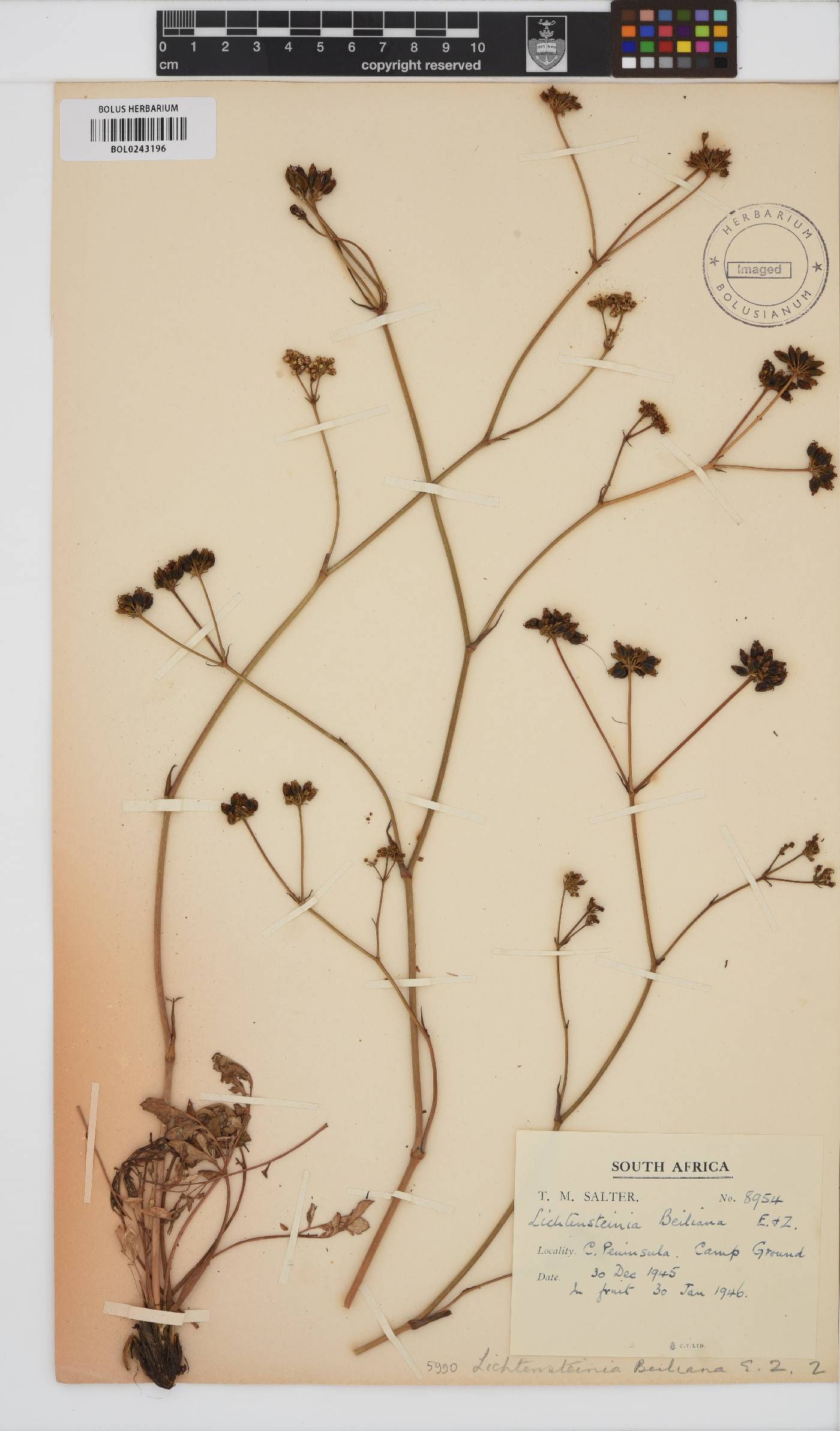 Lichtensteinia obscura image