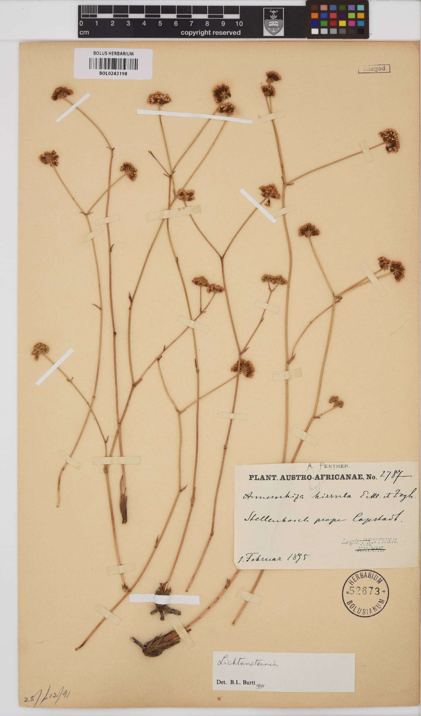 Lichtensteinia obscura image