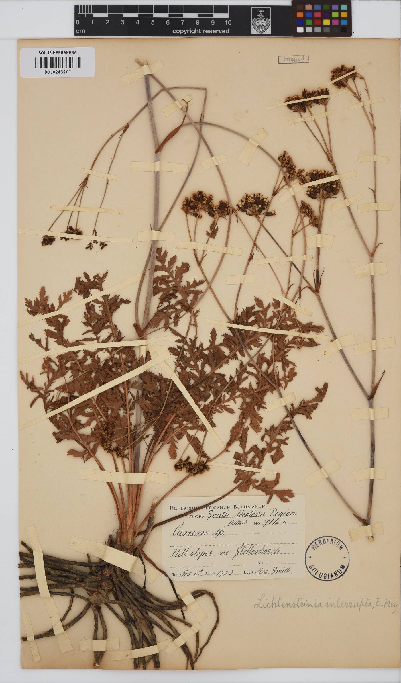 Lichtensteinia obscura image