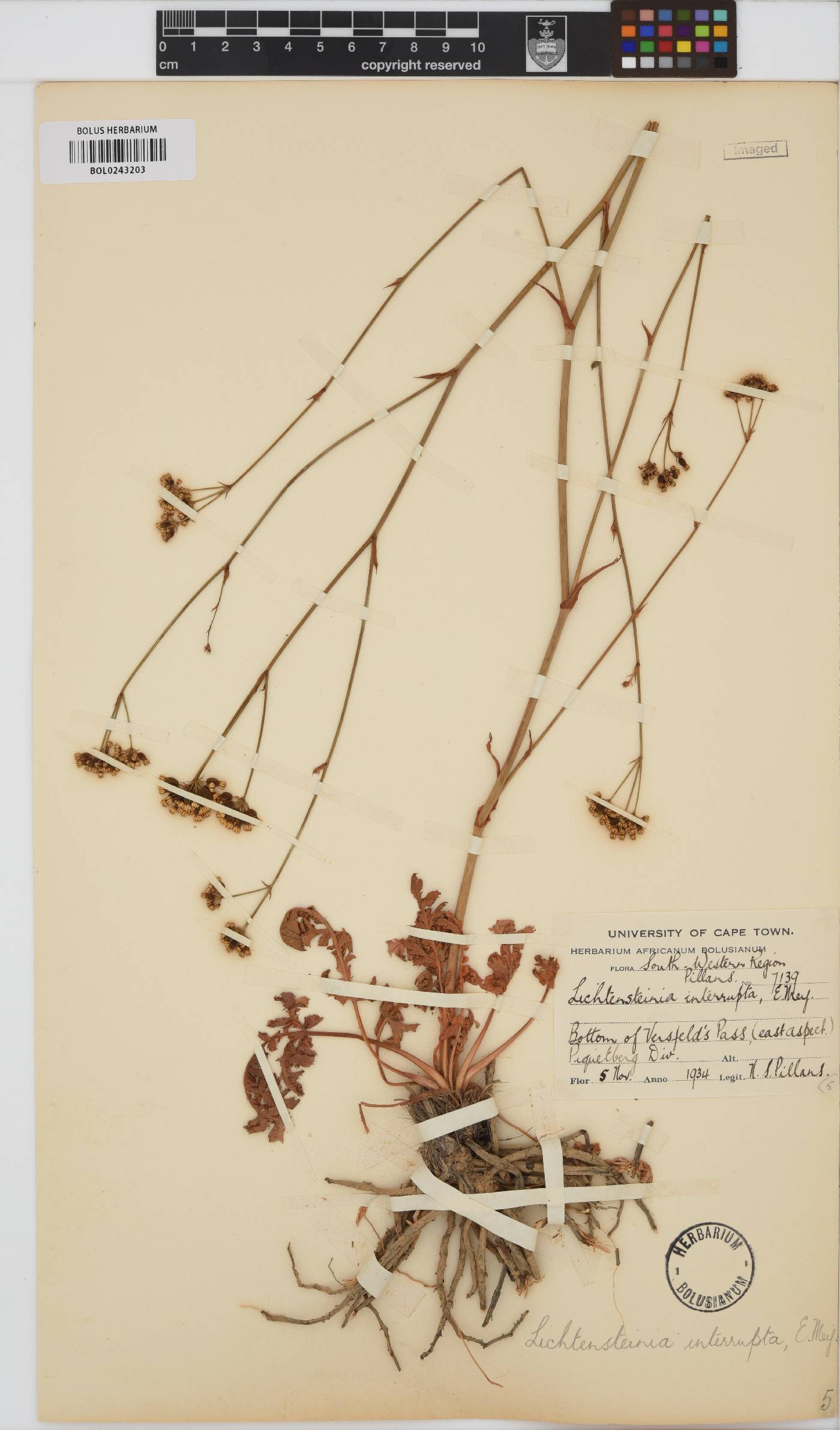 Lichtensteinia obscura image