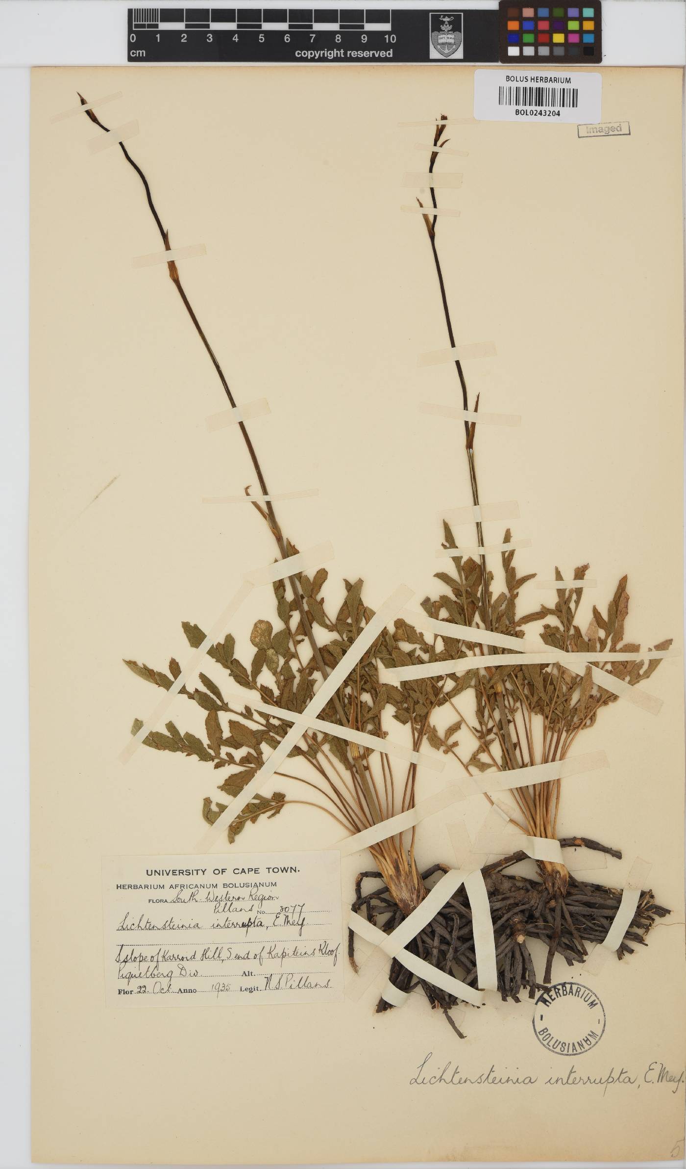 Lichtensteinia obscura image