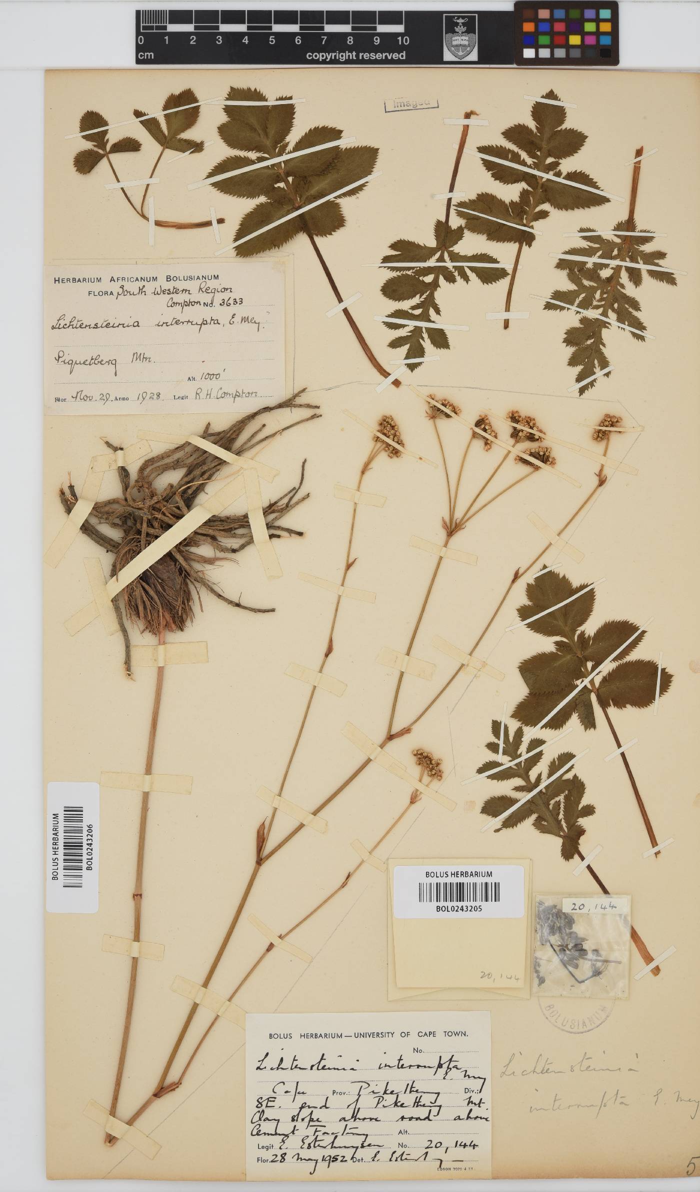 Lichtensteinia obscura image
