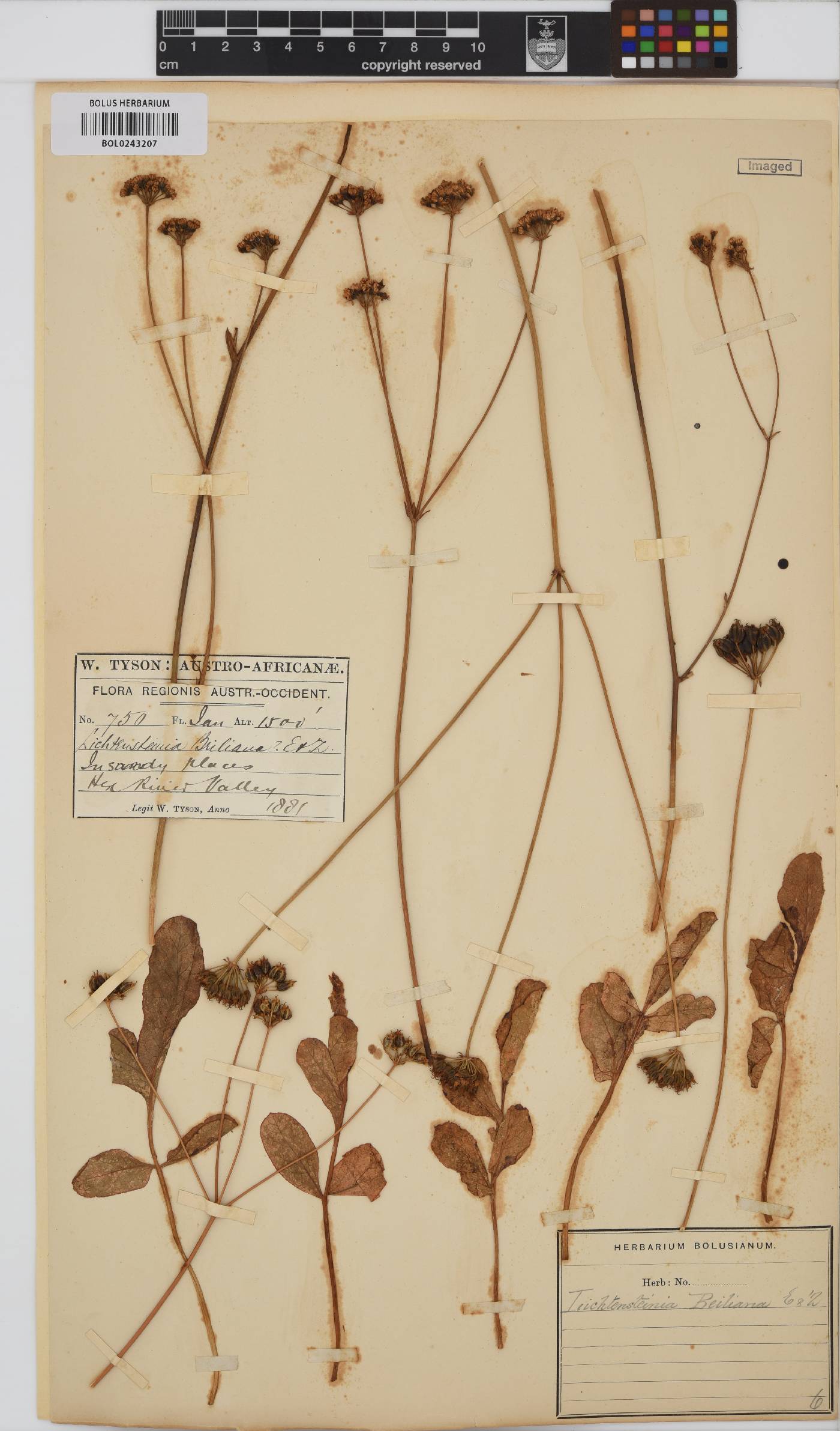 Lichtensteinia obscura image