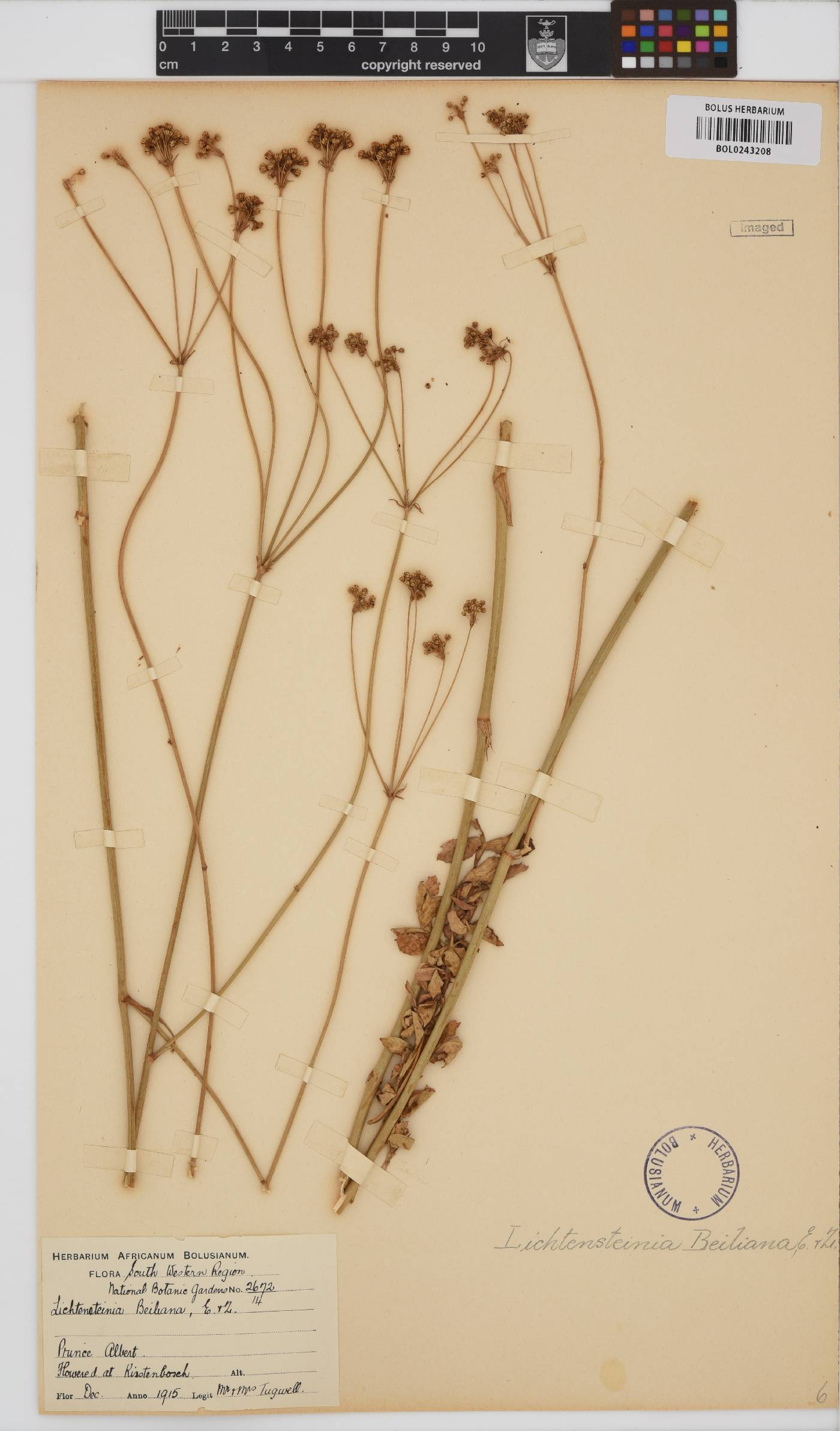 Lichtensteinia obscura image