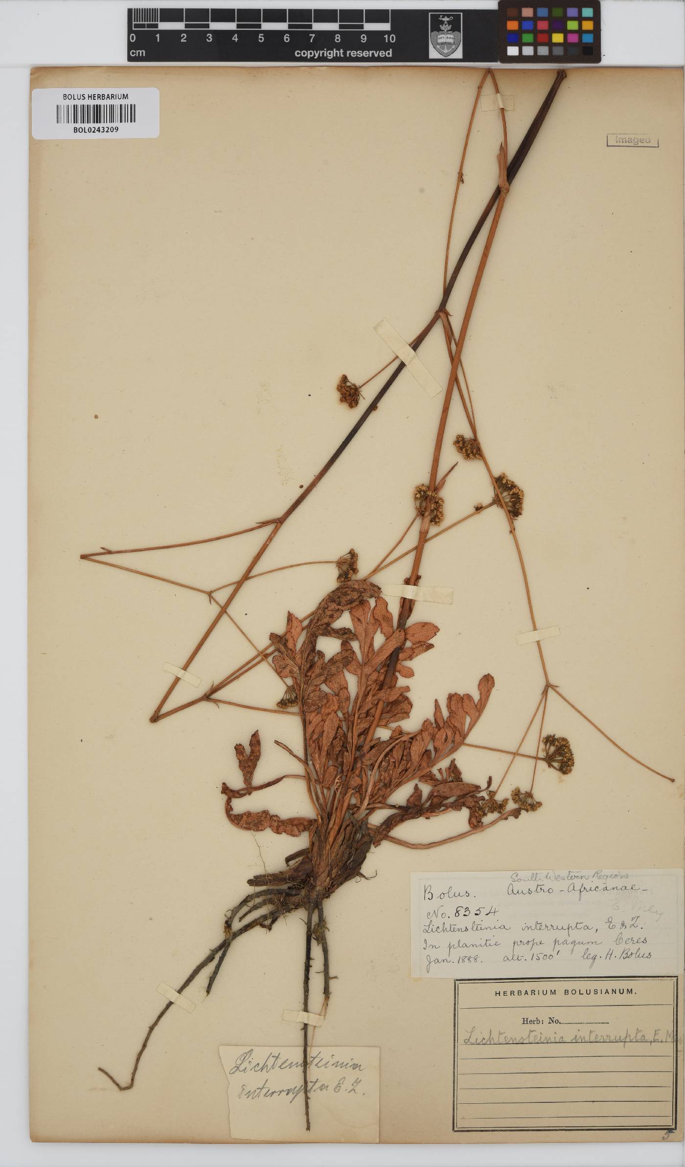Lichtensteinia obscura image