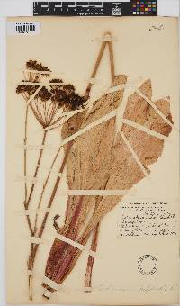 Lichtensteinia trifida image