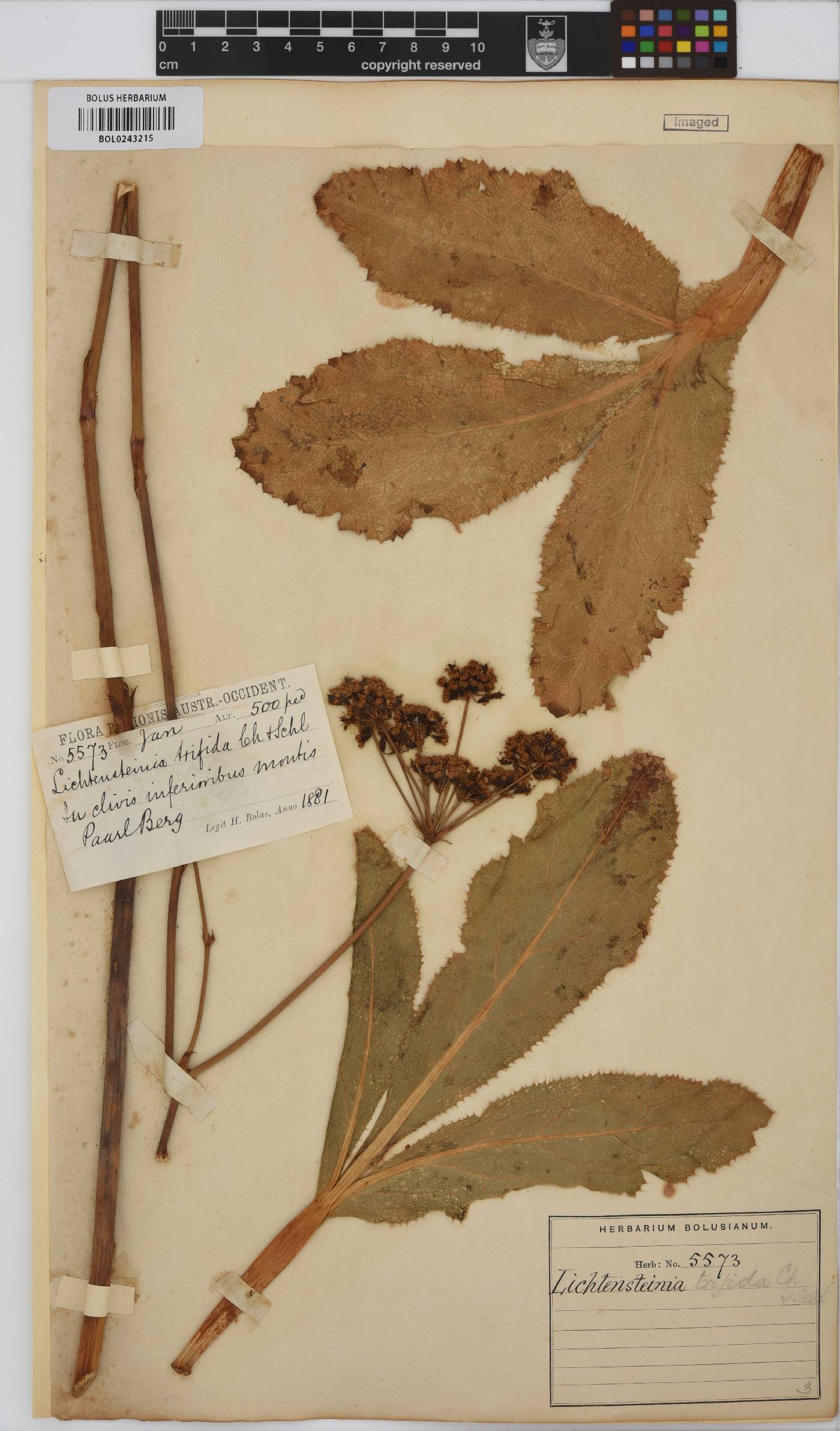 Lichtensteinia trifida image