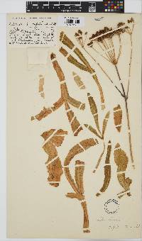 Lichtensteinia trifida image