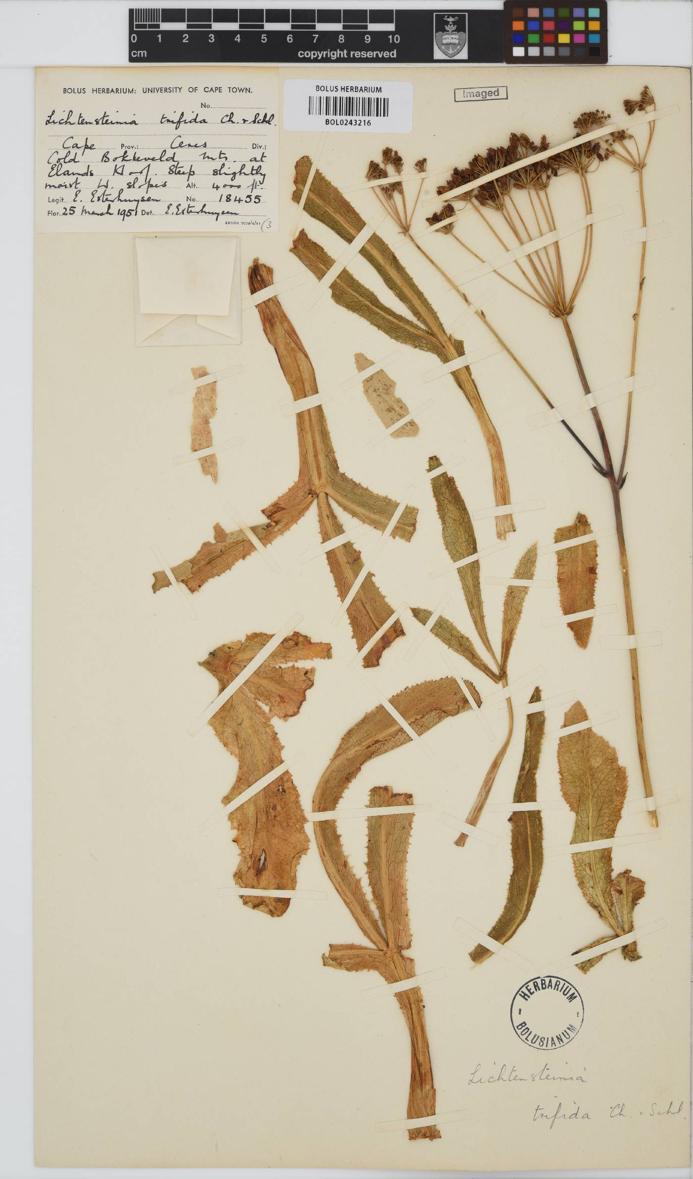 Lichtensteinia trifida image