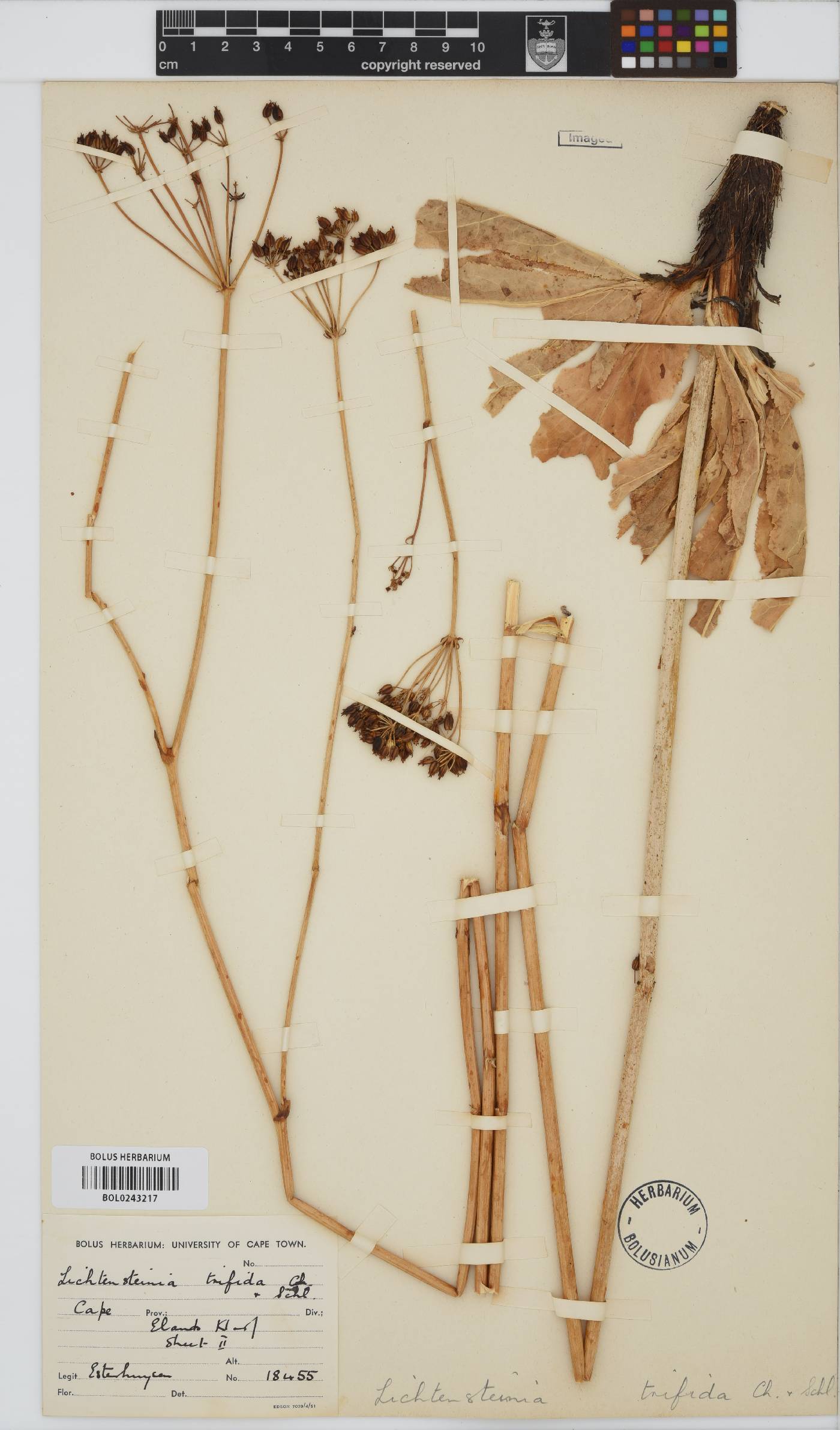 Lichtensteinia trifida image