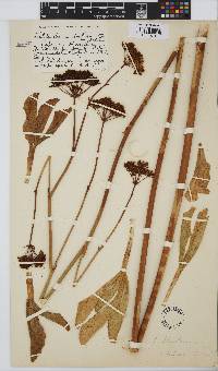 Lichtensteinia trifida image