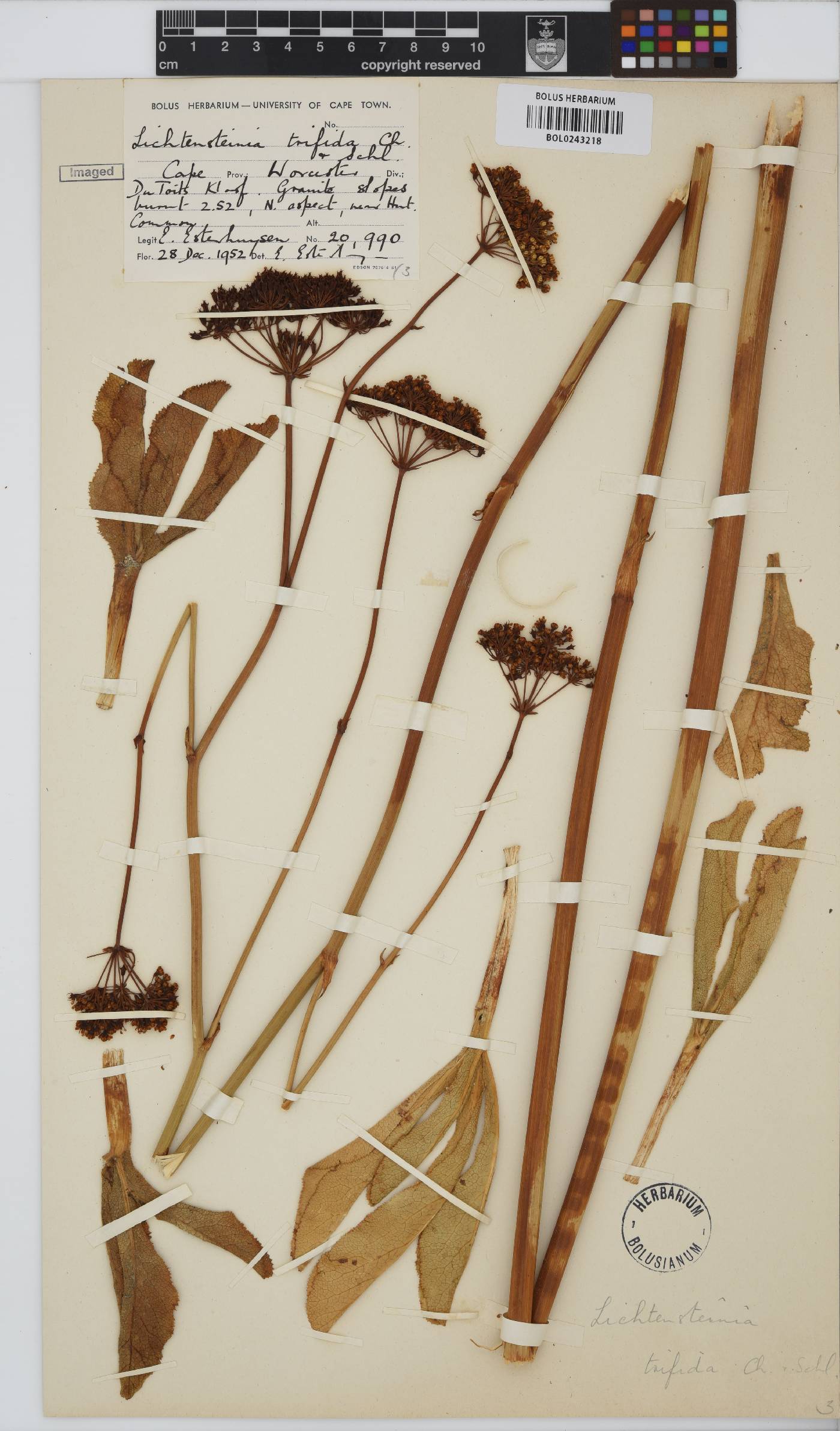 Lichtensteinia trifida image