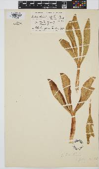 Lichtensteinia trifida image