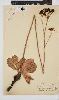 Lichtensteinia trifida image