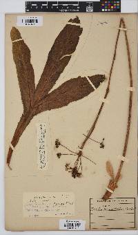 Lichtensteinia trifida image