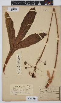 Lichtensteinia trifida image
