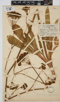 Lichtensteinia trifida image