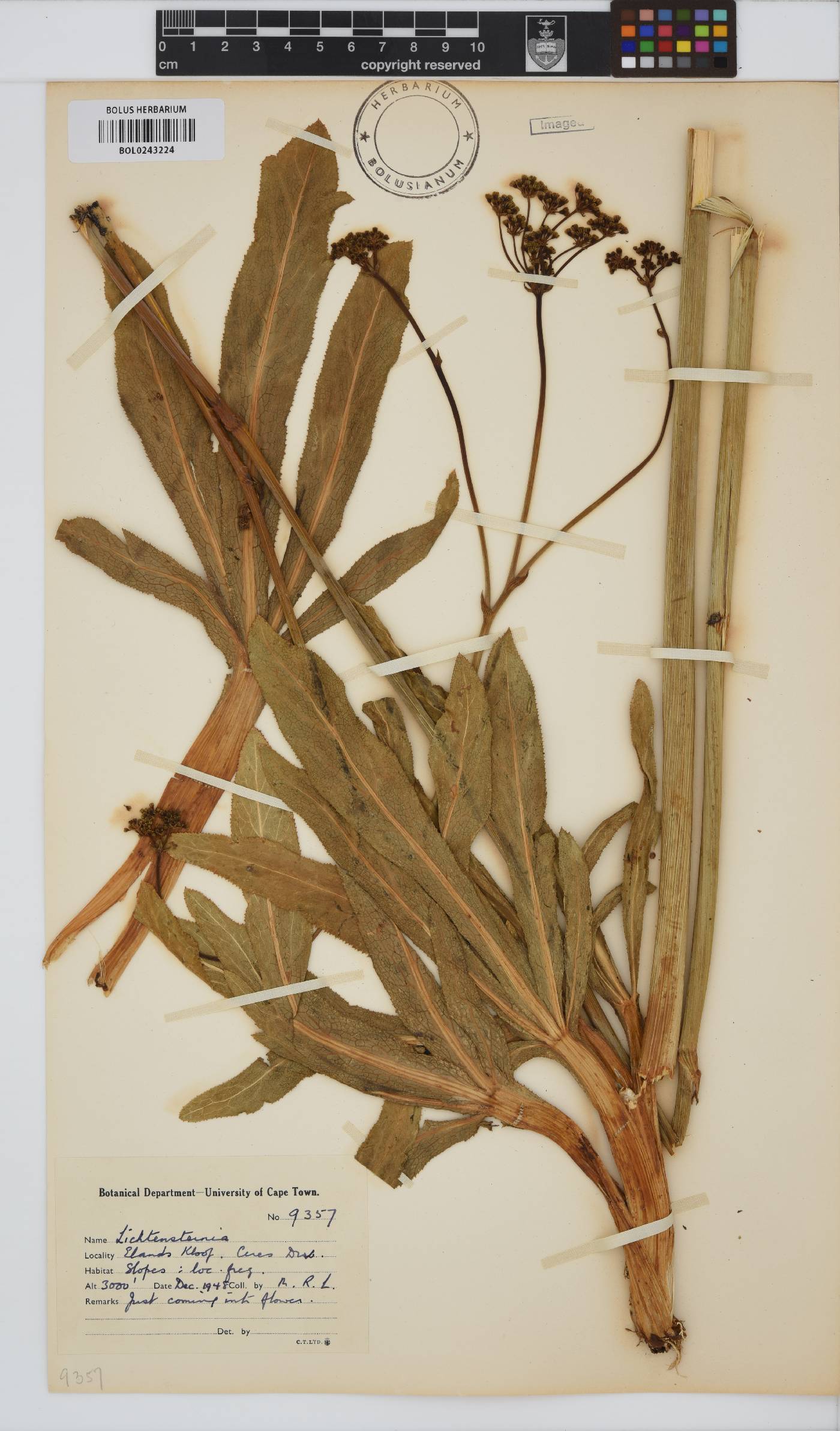 Lichtensteinia trifida image