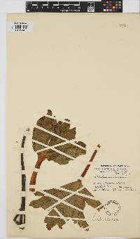 Lichtensteinia trifida image