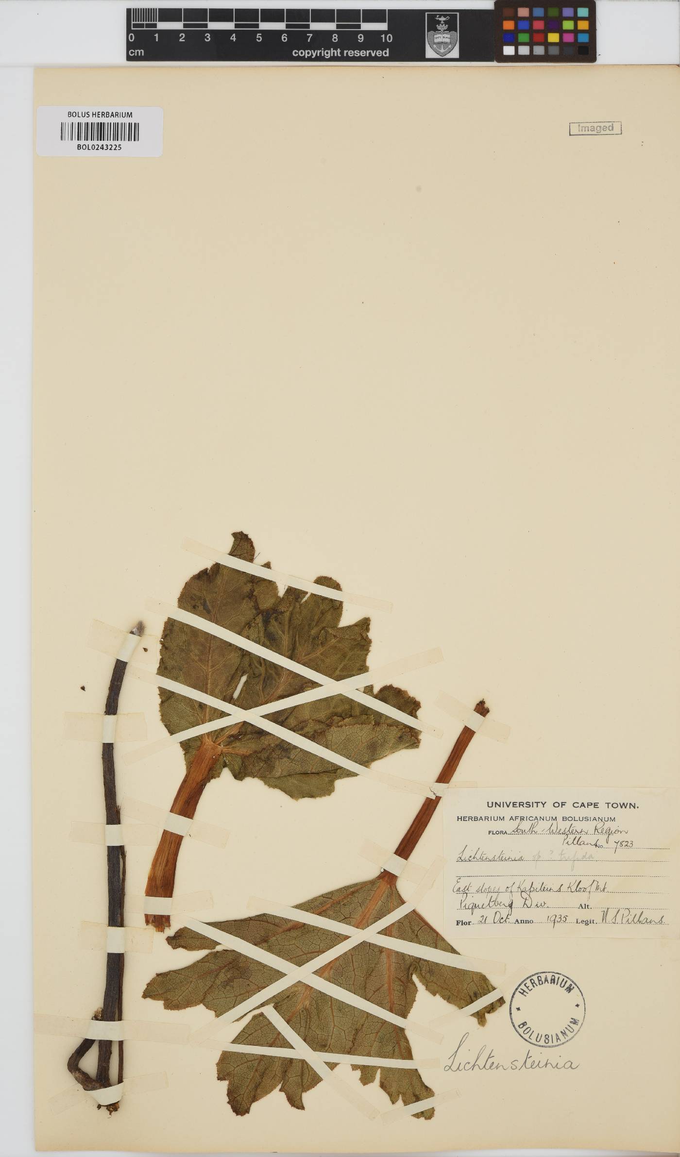 Lichtensteinia trifida image