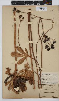 Lichtensteinia trifida image