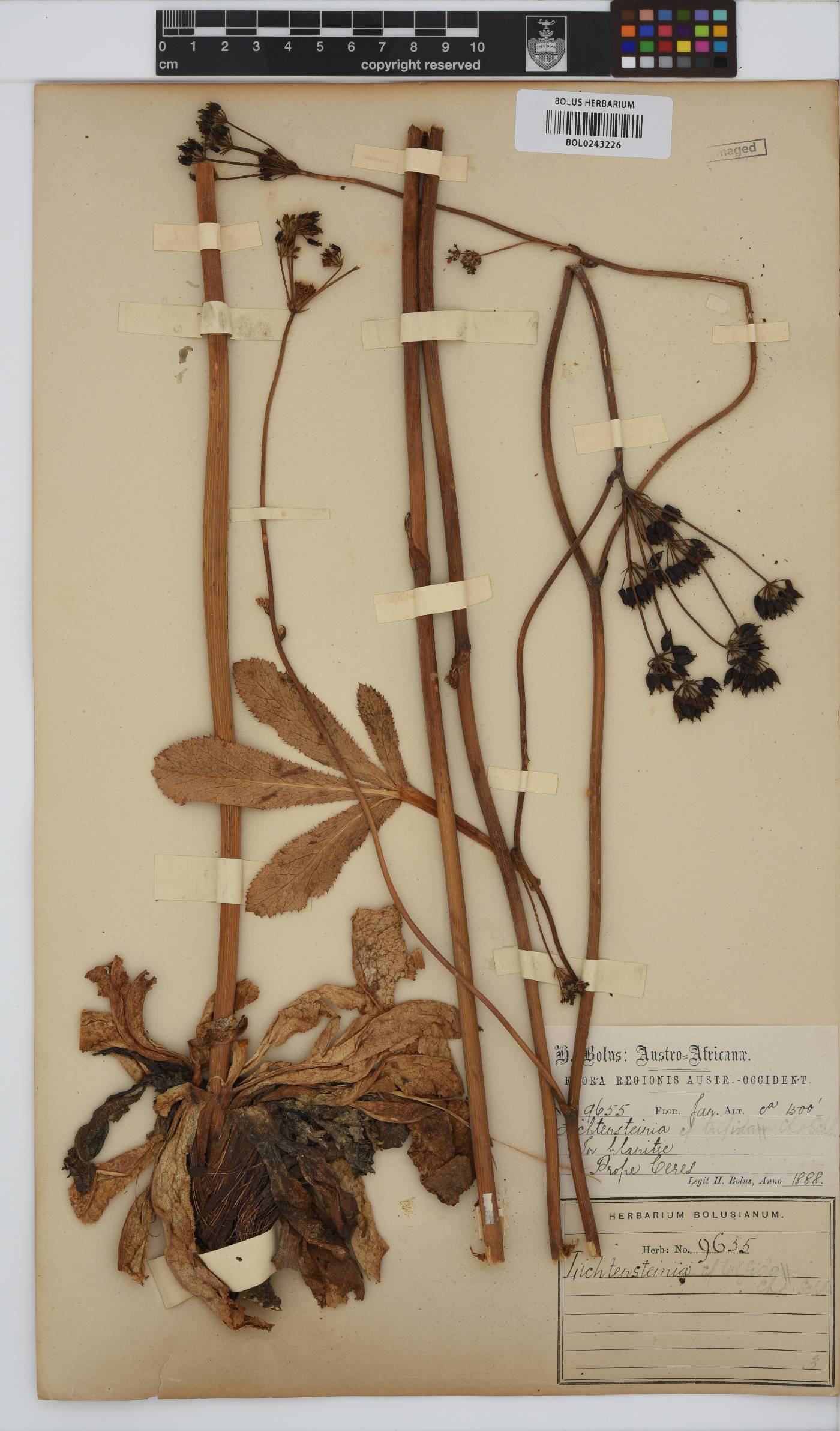 Lichtensteinia trifida image