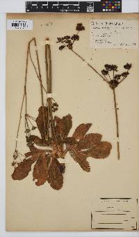 Lichtensteinia trifida image