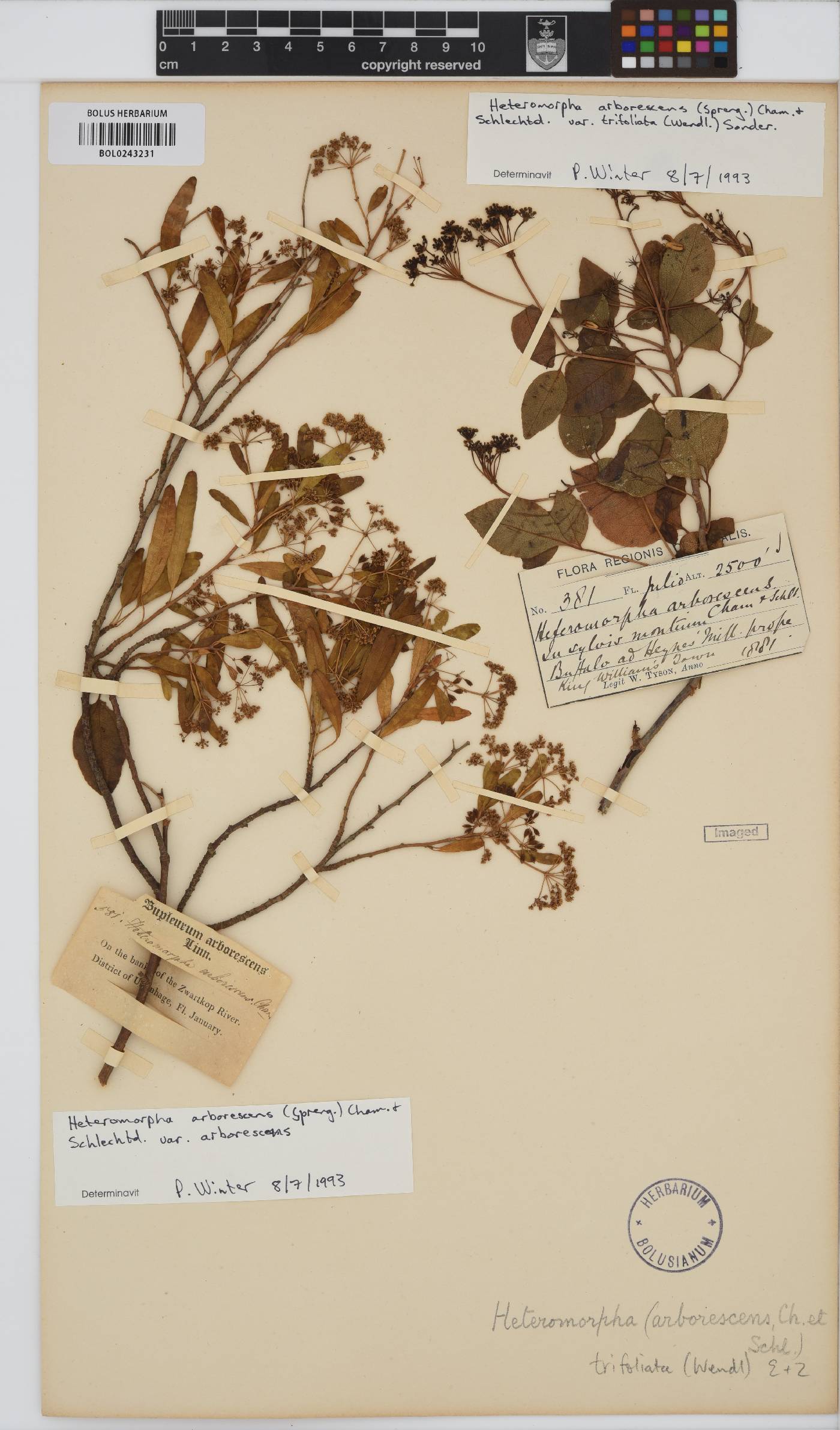 Heteromorpha arborescens image