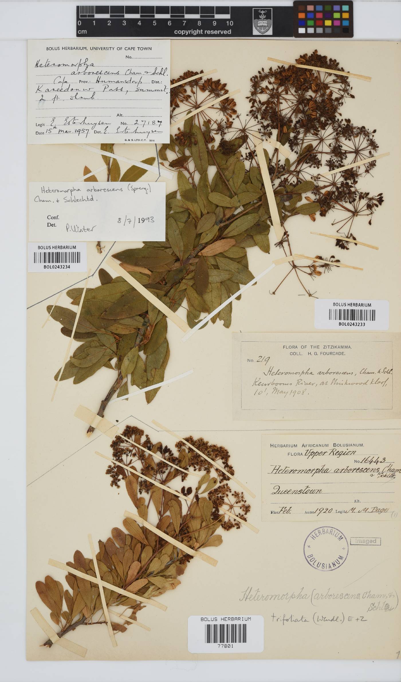 Heteromorpha arborescens image