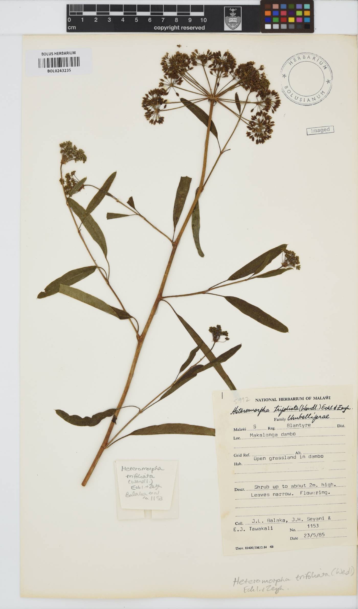 Heteromorpha arborescens image