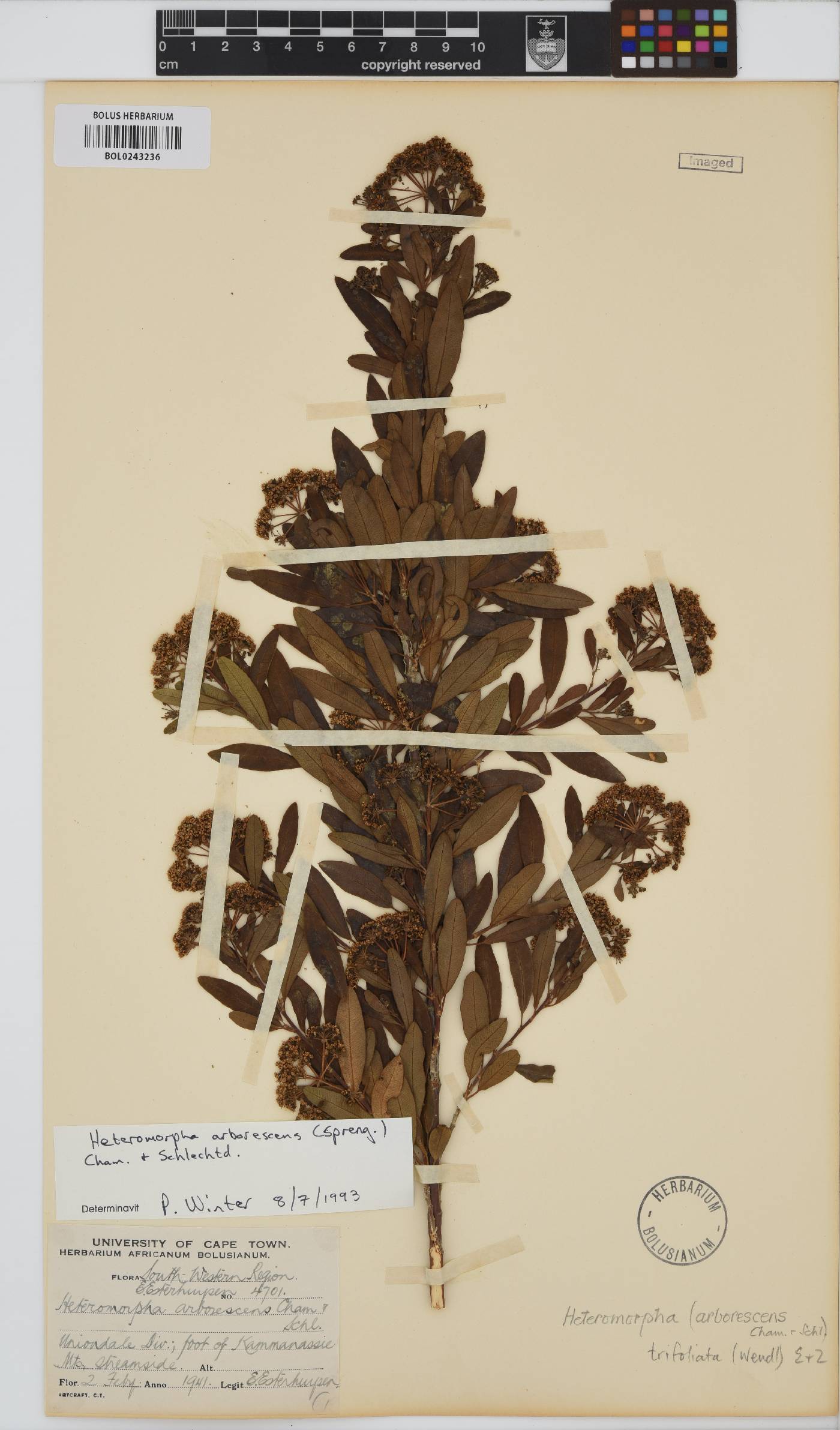Heteromorpha image