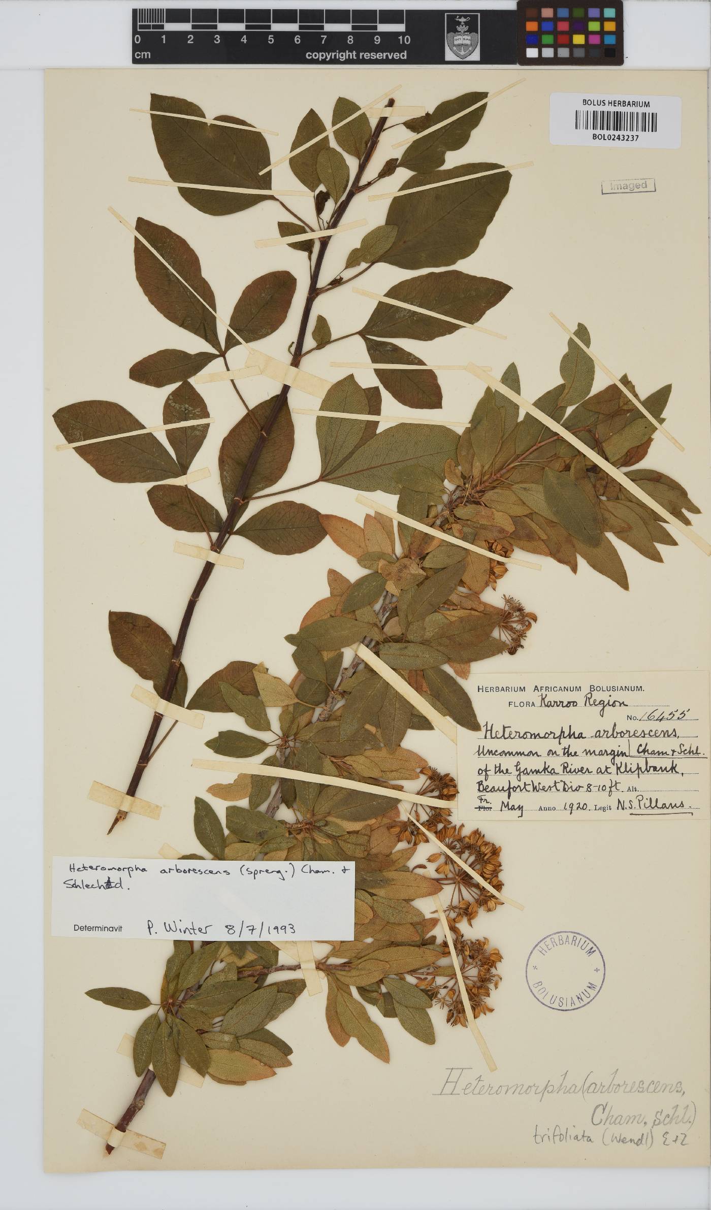 Heteromorpha image