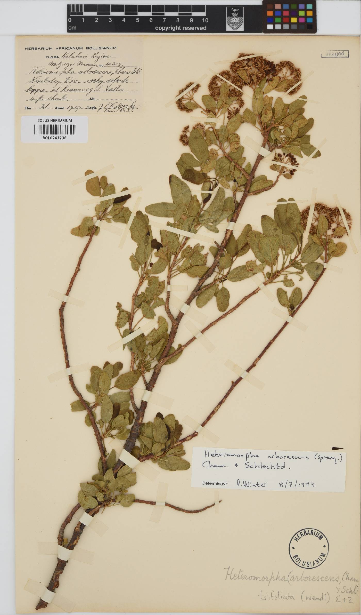 Heteromorpha arborescens image