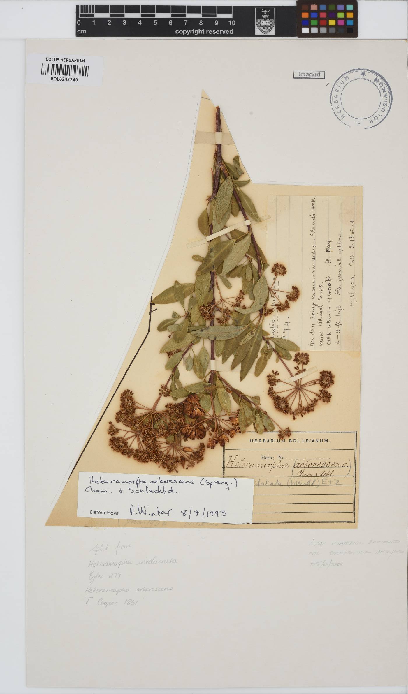 Heteromorpha arborescens image